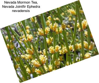 Nevada Mormon Tea, Nevada Jointfir Ephedra nevadensis