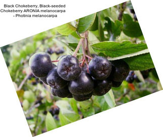 Black Chokeberry, Black-seeded Chokeberry ARONIA melanocarpa     - Photinia melanocarpa
