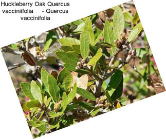 Huckleberry Oak Quercus vacciniifolia     - Quercus vaccinifolia