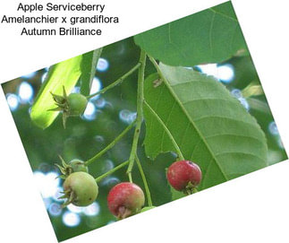 Apple Serviceberry Amelanchier x grandiflora  Autumn Brilliance
