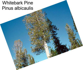 Whitebark Pine Pinus albicaulis