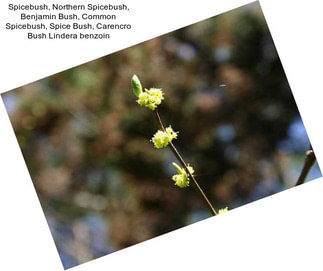 Spicebush, Northern Spicebush, Benjamin Bush, Common Spicebush, Spice Bush, Carencro Bush Lindera benzoin