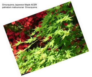 Omurayama Japanese Maple ACER palmatum matsumurae  Omurayama