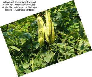 Yellowwood, Kentucky Yellowwood, Yellow Ash, American Yellowwood, Virgilia Cladrastis lutea     - Cladrastis tinctoria    , Cladrastis kentukea