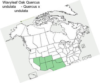 Wavyleaf Oak Quercus undulata     - Quercus x undulata