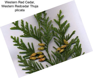 Western Red Cedar, Western Redcedar Thuja plicata