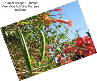 Trumpet Creeper, Trumpet Vine, Cow Itch Vine Campsis radicans