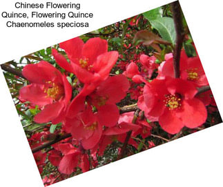 Chinese Flowering Quince, Flowering Quince Chaenomeles speciosa