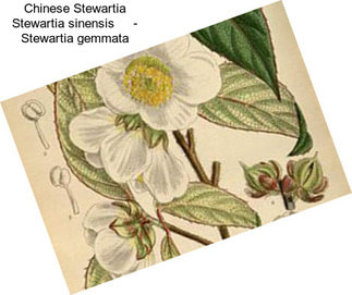 Chinese Stewartia Stewartia sinensis     - Stewartia gemmata