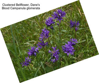 Clustered Bellflower, Dane\'s Blood Campanula glomerata