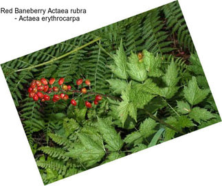 Red Baneberry Actaea rubra     - Actaea erythrocarpa
