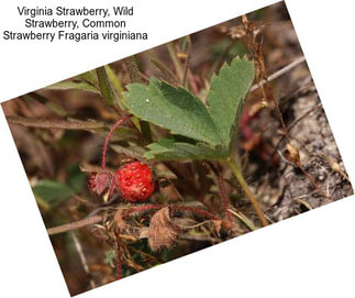 Virginia Strawberry, Wild Strawberry, Common Strawberry Fragaria virginiana