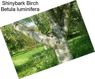 Shinybark Birch Betula luminifera