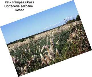 Pink Pampas Grass Cortaderia selloana   Rosea