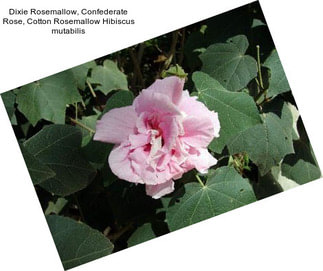 Dixie Rosemallow, Confederate Rose, Cotton Rosemallow Hibiscus mutabilis