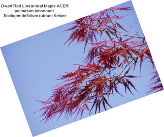 Dwarf Red Linear-leaf Maple ACER palmatum amoenum  Scolopendrifolium rubrum Keiser