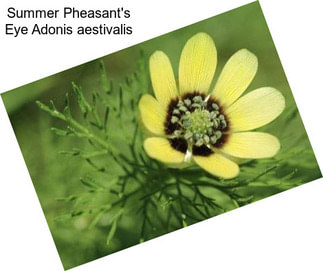 Summer Pheasant\'s Eye Adonis aestivalis