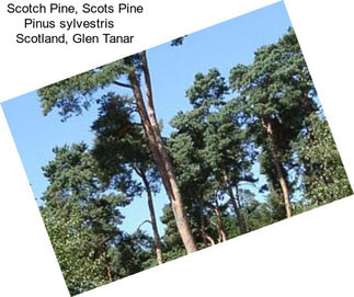 Scotch Pine, Scots Pine Pinus sylvestris    Scotland, Glen Tanar
