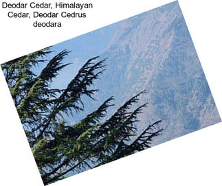 Deodar Cedar, Himalayan Cedar, Deodar Cedrus deodara