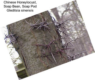 Chinese Honeylocust, Soap Bean, Soap Pod Gleditsia sinensis