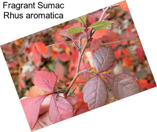 Fragrant Sumac Rhus aromatica