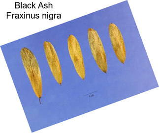 Black Ash Fraxinus nigra