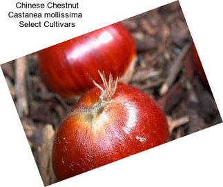 Chinese Chestnut Castanea mollissima   Select Cultivars