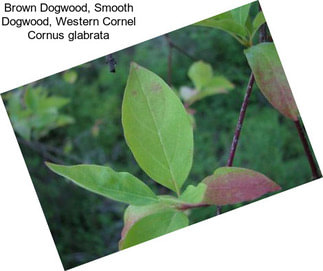 Brown Dogwood, Smooth Dogwood, Western Cornel Cornus glabrata