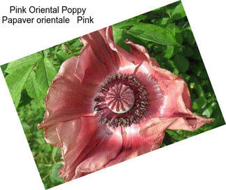 Pink Oriental Poppy Papaver orientale   Pink