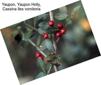 Yaupon, Yaupon Holly, Cassina Ilex vomitoria