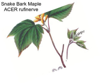 Snake Bark Maple ACER rufinerve