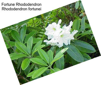 Fortune Rhododendron Rhododendron fortunei