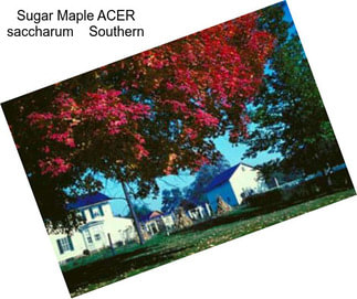 Sugar Maple ACER saccharum    Southern