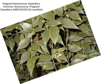 Fragrant Sarcococca, Sweetbox, Common Sarcococca, Fragrant Sweetbox SARCOCOCCA ruscifolia
