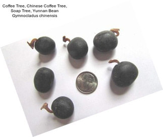 Coffee Tree, Chinese Coffee Tree, Soap Tree, Yunnan Bean Gymnocladus chinensis
