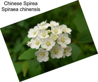 Chinese Spirea Spiraea chinensis