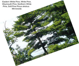 Eastern White Pine, White Pine, Weymouth Pine, Northern White Pine, Soft Pine Pinus strobus    Minnesota