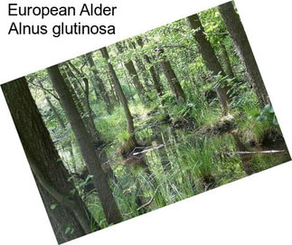 European Alder Alnus glutinosa