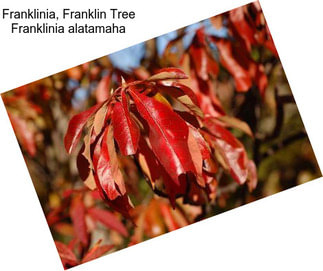 Franklinia, Franklin Tree Franklinia alatamaha