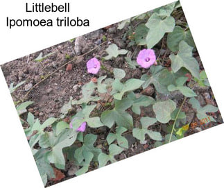 Littlebell Ipomoea triloba