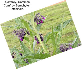 Comfrey, Common Comfrey Symphytum officinale