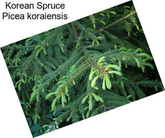 Korean Spruce Picea koraiensis
