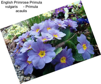 English Primrose Primula vulgaris     - Primula acaulis