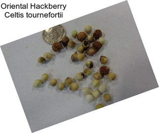 Oriental Hackberry Celtis tournefortii