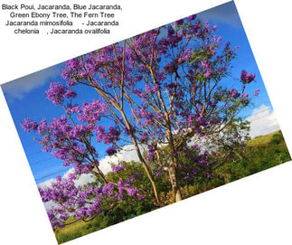 Black Poui, Jacaranda, Blue Jacaranda, Green Ebony Tree, The Fern Tree Jacaranda mimosifolia     - Jacaranda chelonia    , Jacaranda ovalifolia