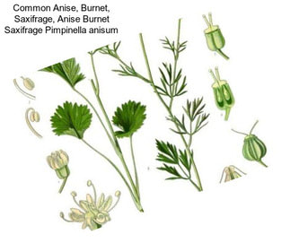 Common Anise, Burnet, Saxifrage, Anise Burnet Saxifrage Pimpinella anisum