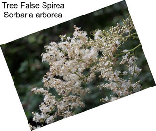 Tree False Spirea Sorbaria arborea