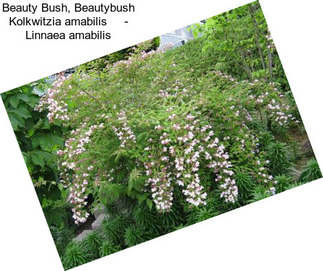 Beauty Bush, Beautybush Kolkwitzia amabilis     - Linnaea amabilis