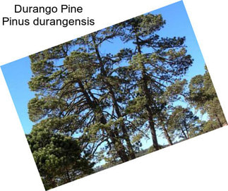 Durango Pine Pinus durangensis