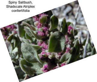 Spiny Saltbush, Shadscale Atriplex confertifolia